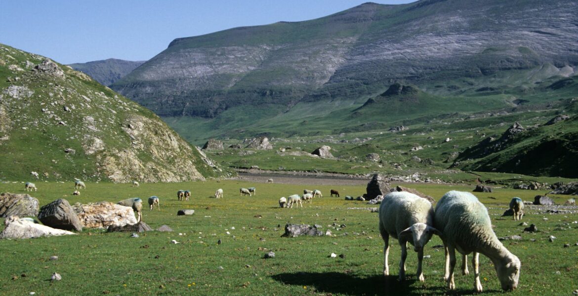 Transhumance dans les pyrénées : comment vivre cette fête ancestrale ?