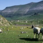 Transhumance dans les pyrénées : comment vivre cette fête ancestrale ?