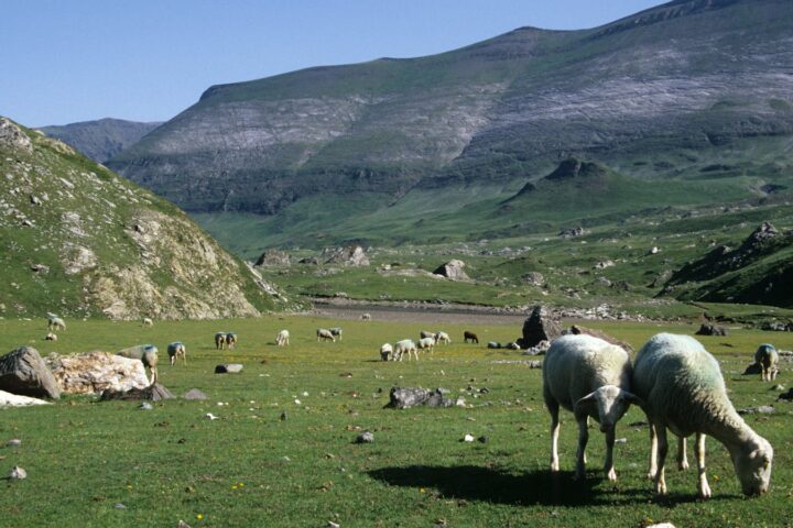Transhumance dans les pyrénées : comment vivre cette fête ancestrale ?