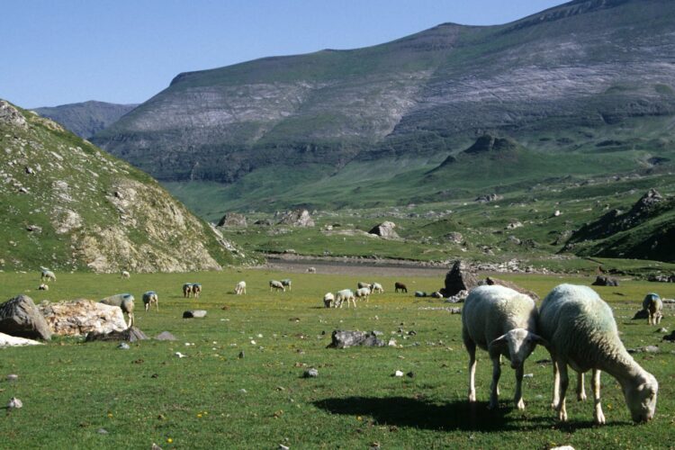 Transhumance dans les pyrénées : comment vivre cette fête ancestrale ?