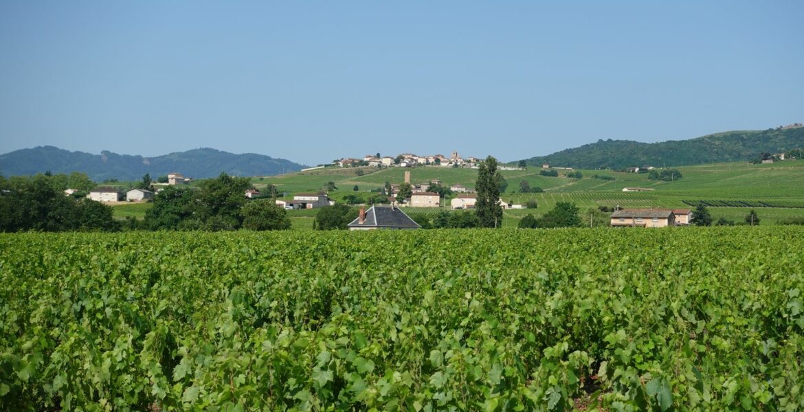 La route des vins de bergerac : notre guide pour savourer le périgord verre en main