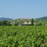 La route des vins de bergerac : notre guide pour savourer le périgord verre en main