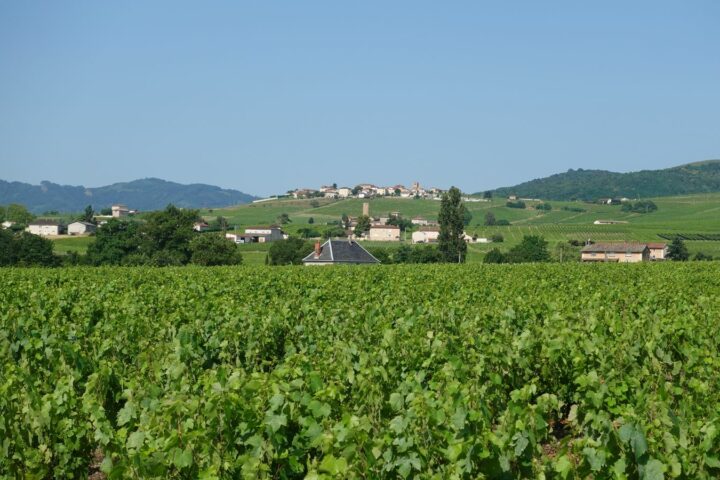 La route des vins de bergerac : notre guide pour savourer le périgord verre en main