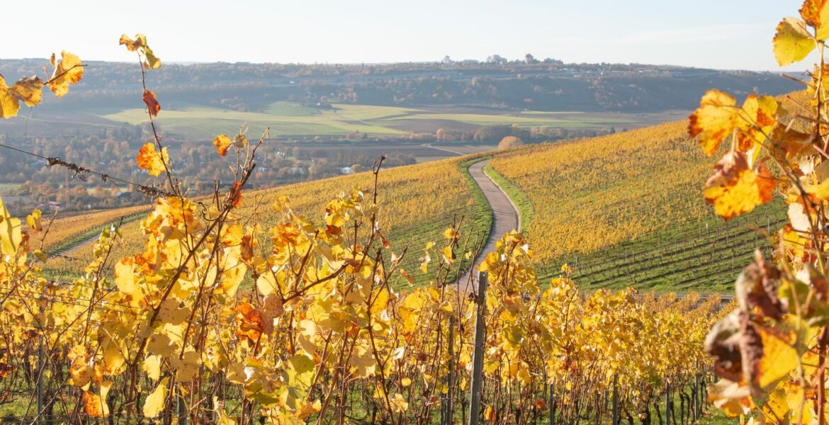 Vignoble de jurançon : notre guide pour vivre les vendanges en béarn