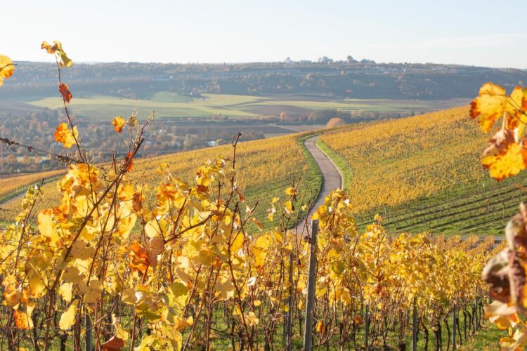 Vignoble de jurançon : notre guide pour vivre les vendanges en béarn