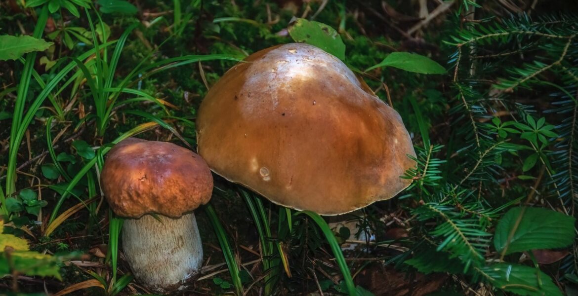 Cèpes du périgord : notre guide pour ramasser et savourer les champignons d&rsquo;automne