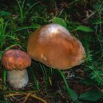 Cèpes du périgord : notre guide pour ramasser et savourer les champignons d&rsquo;automne