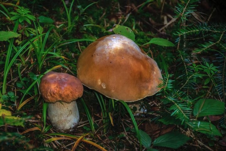 Cèpes du périgord : notre guide pour ramasser et savourer les champignons d&rsquo;automne